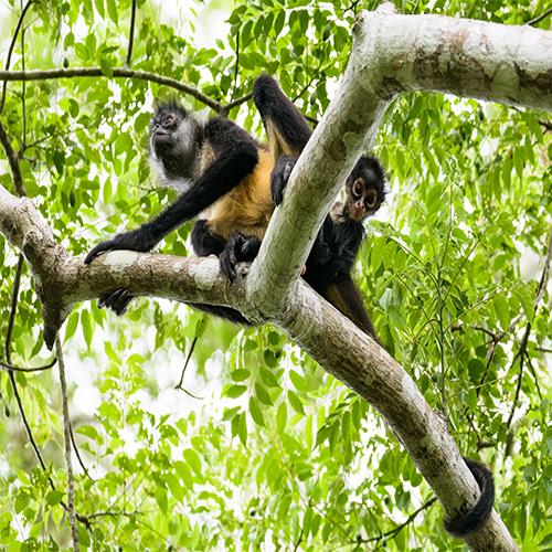 View of Cocos Island National Park (Costa Rica)