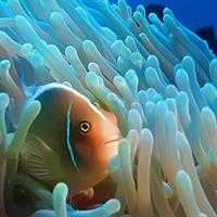 UNESCO World Heritage Sites of the Caribbean