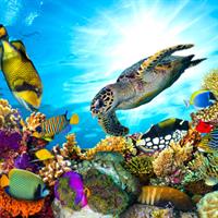 View of Great Barrier Reef