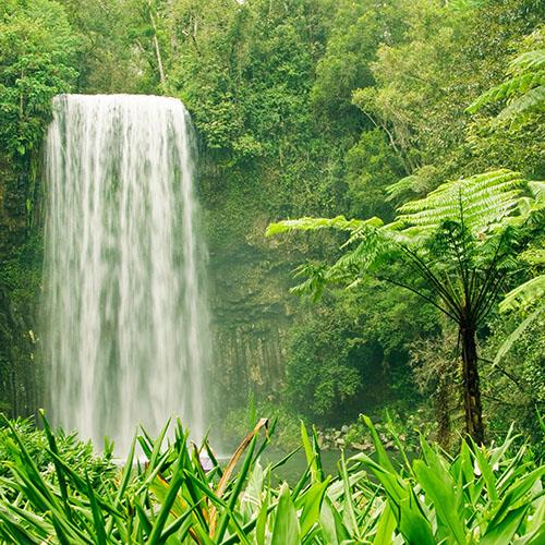 Gondwana Rainforests of Australia