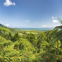 Daintree Rainforest