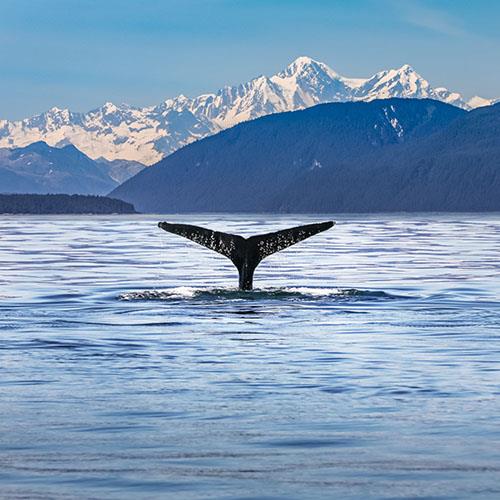 Whale Watching on the West Coast