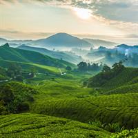 Cameron Highlands