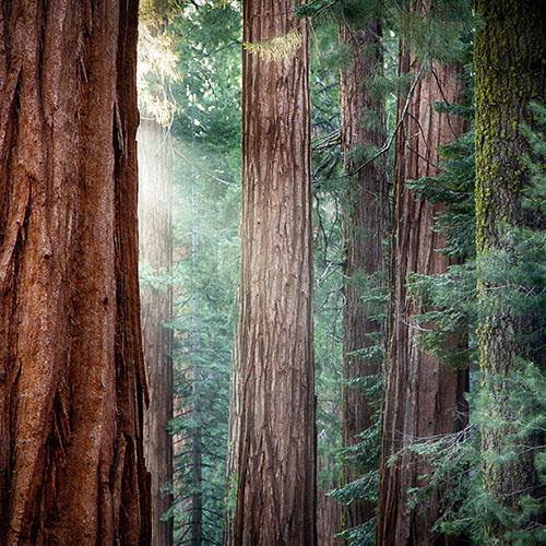 The Redwood National and State Parks (CA)