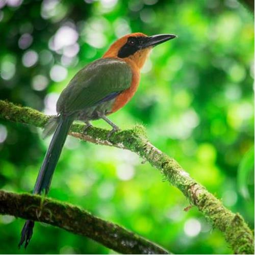Birding In Costa Rica