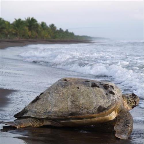 Turtle Nesting Trips
