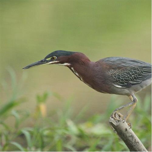 Birding in Costa Rica