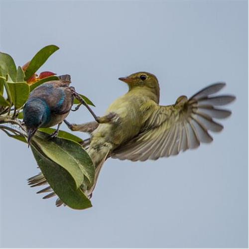 Monteverde Cloud Forest