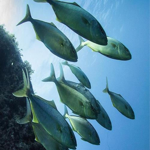 View of Belize Barrier Reef Reserve System (Belize)