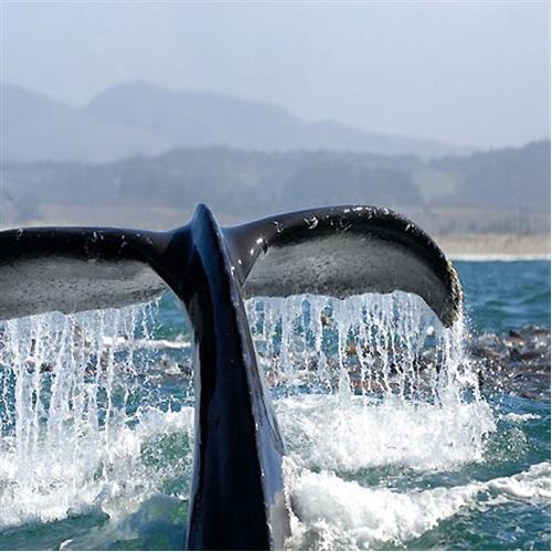 Whale Watching in the Northeast