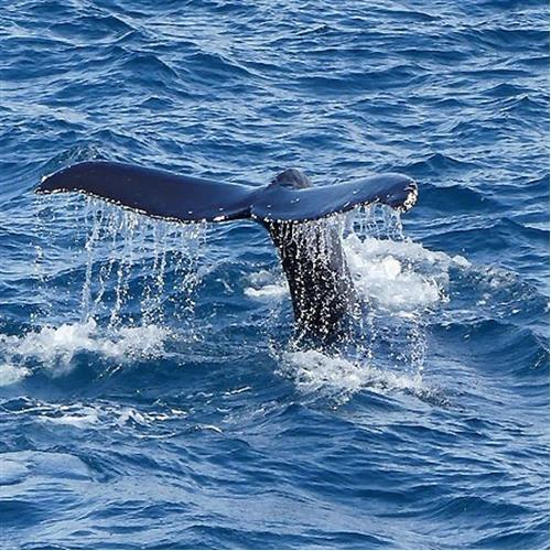 Whale Watching in the Northeast