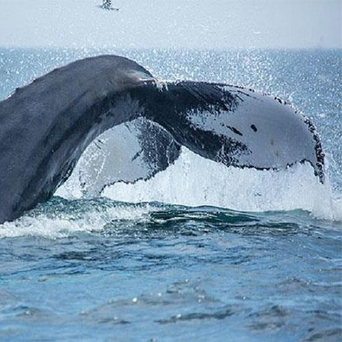 Whale Watching in the Northeast