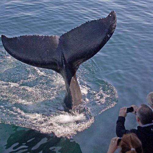 Whale Watching in the Northeast