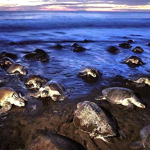 Tortuguero National Park