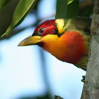 The Peruvian Amazon