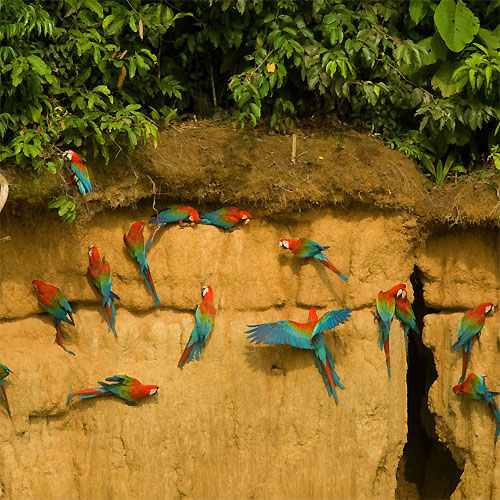 View of The Peruvian Amazon