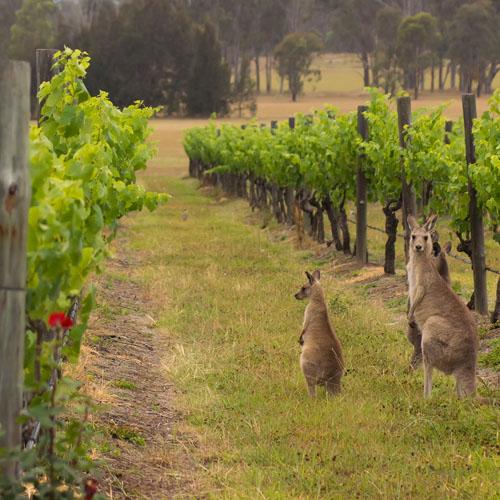 View of Wine And Dine In The South Pacific
